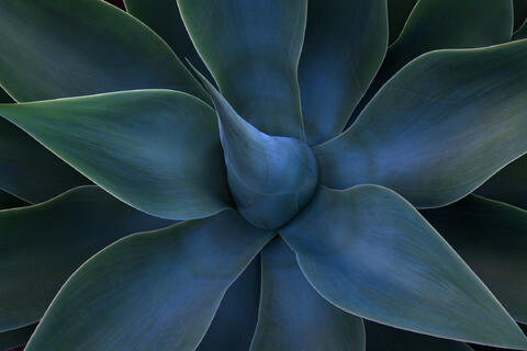A beautiful abstract composition of an agave plant in spring at Laguna Beach, California, showing soft curved leaves, vibrant green tones.