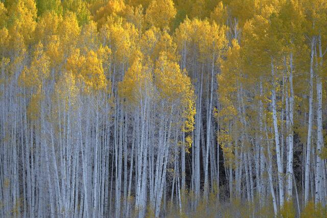 Golden aspen trees glowing in soft autumn light during peak fall color in Crested Butte, Colorado.