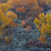 Cottonwood Party