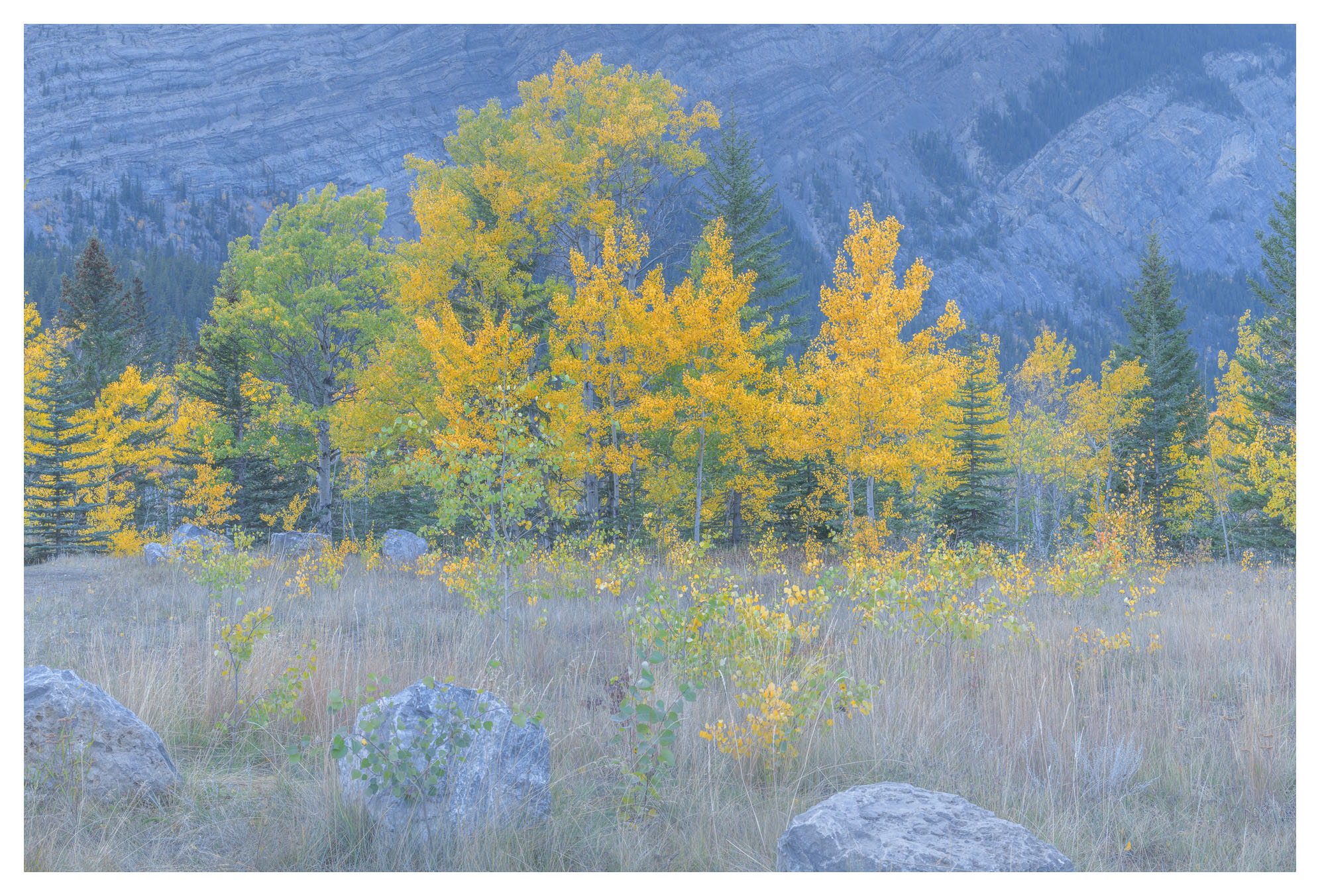 Reverie Golden aspen trees in peak fall color line the shore of Abraham Lake in Alberta, with turquoise water and the Canadian Rocky Mountains in the background.